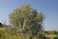 Hlošina úzkolistá (Elaeagnus angustifolia)