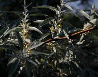 Hlošina úzkolistá (Elaeagnus angustifolia)