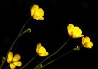 Pryskyřník prudký (Ranunculus acris)