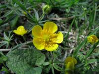 Pryskyřník prudký (Ranunculus acris)