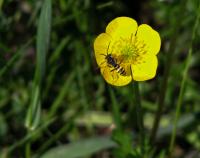 Pryskyřník prudký (Ranunculus acris)