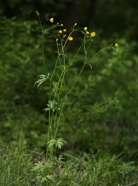 Pryskyřník prudký (Ranunculus acris)
