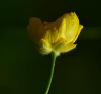 Pryskyřník prudký (Ranunculus acris)