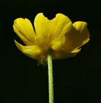 Pryskyřník prudký (Ranunculus acris)