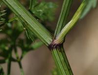 Tetlucha kozí pysk (Aethusa cynapium)