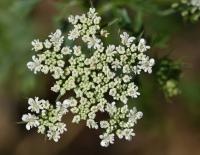 Tetlucha kozí pysk (Aethusa cynapium)