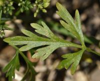 Tetlucha kozí pysk (Aethusa cynapium)