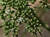 Tetlucha kozí pysk (Aethusa cynapium)
