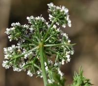 Tetlucha kozí pysk (Aethusa cynapium)