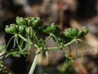 Tetlucha kozí pysk (Aethusa cynapium)