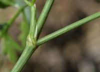 Tetlucha kozí pysk (Aethusa cynapium)
