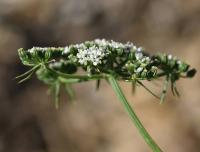 Tetlucha kozí pysk (Aethusa cynapium)