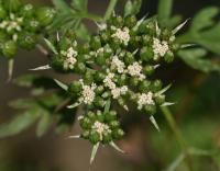 Tetlucha kozí pysk (Aethusa cynapium)