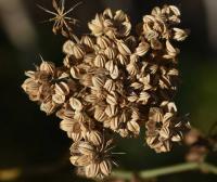 Tetlucha kozí pysk (Aethusa cynapium)