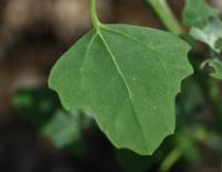 Merlík kalinolistý