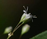 Šater latnatý (Gypsophila paniculata)