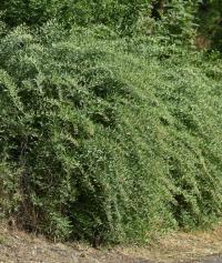 Kustovnice cizí (Lycium barbarum)