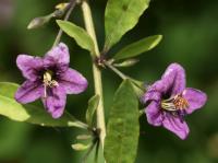 Kustovnice cizí (Lycium barbarum)