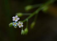 Pomněnka bahenní volnokvětá (Myosotis palustris subsp laxiflora)