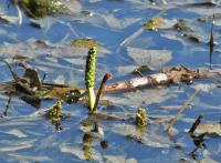 Rdest světlý (Potamogeton lucens)