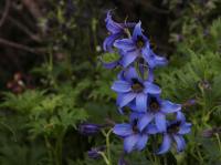 Stračka tatranská (Delphinium oxysepalum)