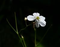 Pryskyřník platanolistý (Ranunculus platanifolius) Pryskyřník platanolistý (Ranunculus platanifolius)