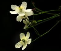 Pryskyřník platanolistý (Ranunculus platanifolius) Pryskyřník platanolistý (Ranunculus platanifolius)