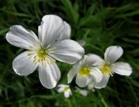 Pryskyřník platanolistý (Ranunculus platanifolius) Pryskyřník platanolistý (Ranunculus platanifolius)