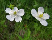 Pryskyřník platanolistý (Ranunculus platanifolius) Pryskyřník platanolistý (Ranunculus platanifolius)