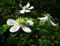Pryskyřník platanolistý (Ranunculus platanifolius) Pryskyřník platanolistý (Ranunculus platanifolius)