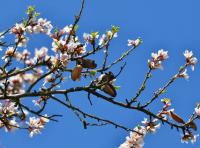 Mandloň obecná (Prunus dulcis)
