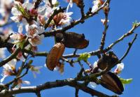 Mandloň obecná (Prunus dulcis)