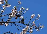 Mandloň obecná (Prunus dulcis)