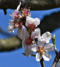 Mandloň obecná (Prunus dulcis)