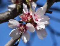 Mandloň obecná (Prunus dulcis)