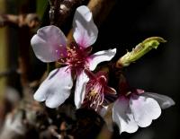 Mandloň obecná (Prunus dulcis)