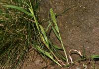 Bér přeslenitý (Setaria verticillata)