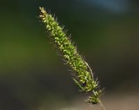 Bér přeslenitý (Setaria verticillata)