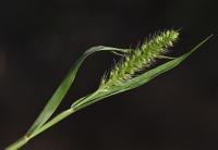 Bér přeslenitý (Setaria verticillata)