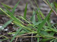 Bér přeslenitý (Setaria verticillata)