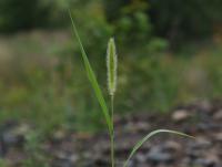 Bér zelený (Setaria viridis)