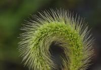 Bér zelený (Setaria viridis)