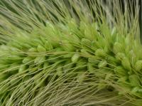 Bér zelený (Setaria viridis)