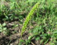 Bér zelený (Setaria viridis)