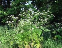 Bolehlav plamatý (Conium maculatum)