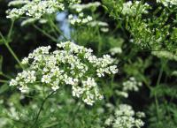 Bolehlav plamatý (Conium maculatum)