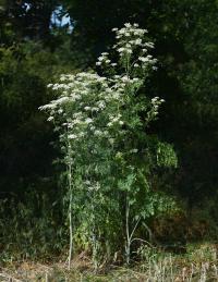 Bolehlav plamatý (Conium maculatum)