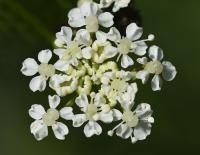 Bolehlav plamatý (Conium maculatum)