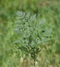 Bolehlav plamatý (Conium maculatum)