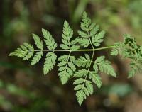Bolehlav plamatý (Conium maculatum)